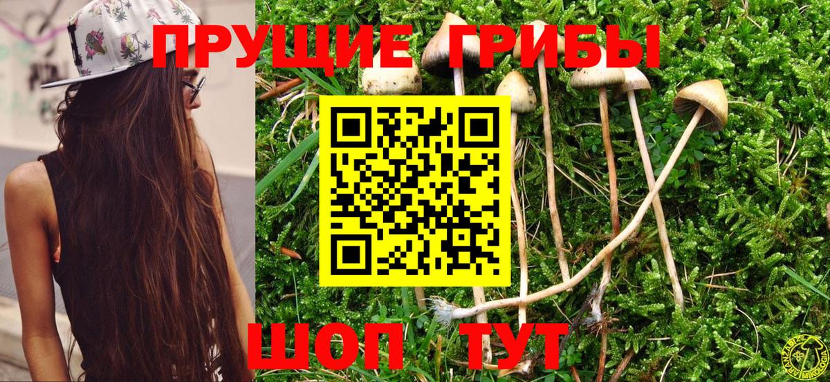 Галлюциногенные грибы Psilocybe Ухта